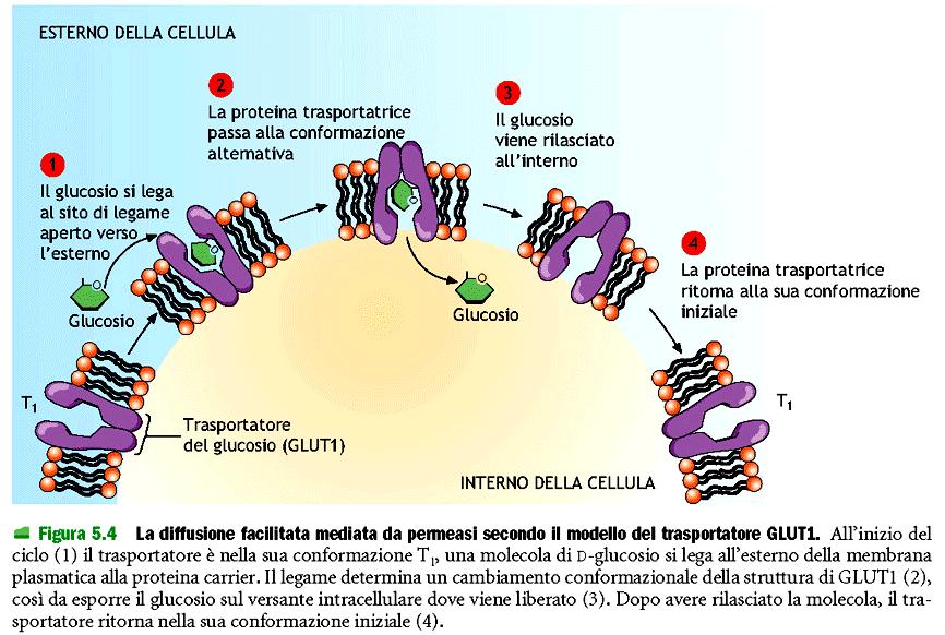 Diffusione facilitata implica un