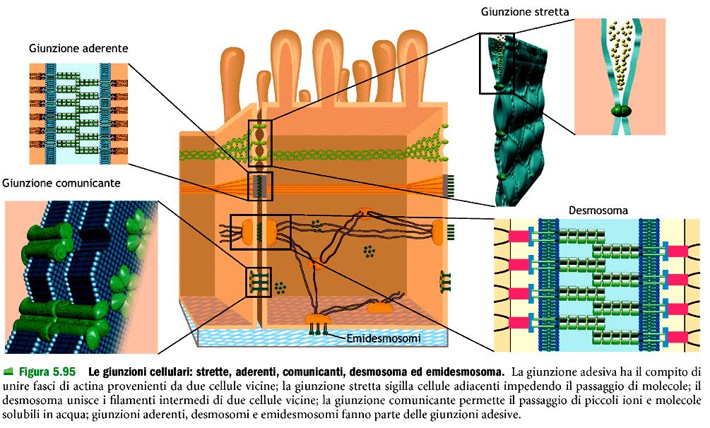 Adesione fra cellule e fra cellule e matrice extracellulare è stabilizzata da giunzioni cellulari specializzate Giunzioni strette- sigillano e materiale non può