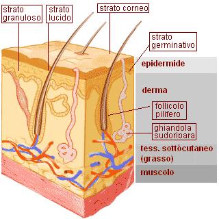 STRUTTURA DELL EPIDERMIDE E FUNZIONE BARRIERA L epidermide è la porzione più superficiale della cute: è costituita da un insieme di cellule di forma regolare che aderiscono le une alle altre formando