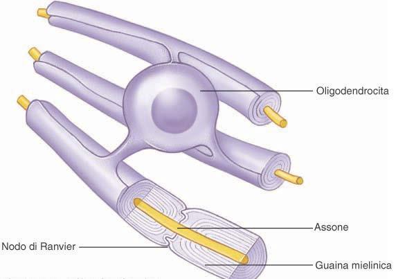 2 Oligodendrociti: Costituiscono la guaina mielinica che circonda gli assoni per aumentare la velocità di conduzione 2 TIPI: PERINEURONALI: si trovano nella sostanza grigia ed