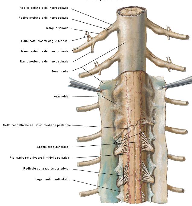 Legamento Denticolato Membrana fibrosa su entrambi i lati del midollo spinale,