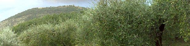 tortrice intermedia (Cydia fagiglandana) nel riccio - foto Olivo da olio GRAGNANO
