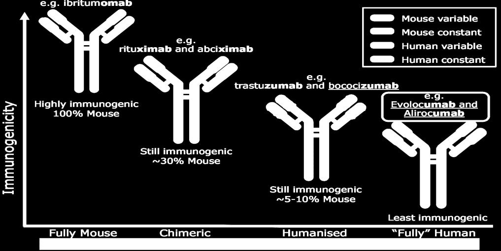 Monoclonal antibodies evolution and PCSK9-I Inibitori PCSK9 Gli Anticorpi Monoclonali INIBITORI di PCSK9 legano