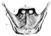 I carcinomi sopraglottici A B C D Figg. 4a, b, c, d. La loggia io-tiro-epiglottica vista dall alto. Fig. 4a. Piano superficiale: si osserva la mucosa che riveste le vallecule glosso-epiglottiche.