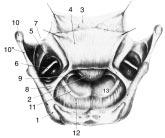 Viene quindi isolata e ribaltata in avanti la membrana io-epiglottica; si osservano così la loggia io-tiroepiglottica ed i suoi rapporti con le regioni adiacenti.