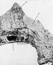 G. Motta et al. Figg. 14, 15.