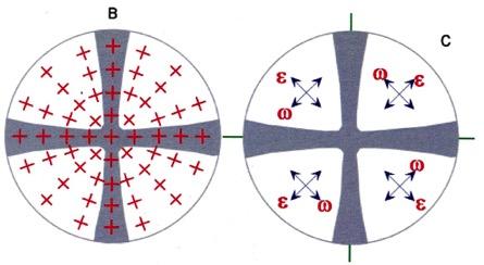 ε ε ω ω FIGURA D INTERFERENZA (CONOSCOPICA) Croce