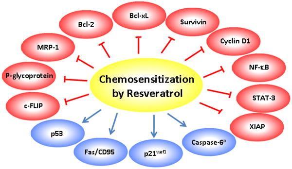 Il resveratrolo esercita il suo effetto di sensibilizzazione mediante la modulazione diversi meccanismi di chemio resistenza Studi in vitro e in vivo suggeriscono che il resvertrolo può agire contro