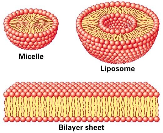 Molecular