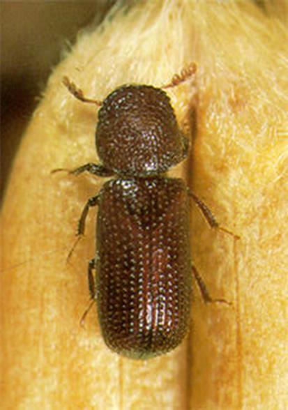 Rhyzopertha dominica