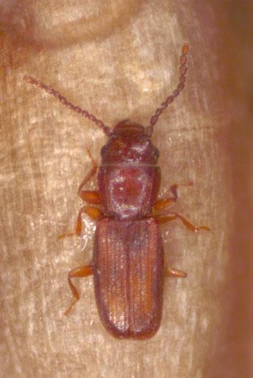 granarius Rhyzopertha