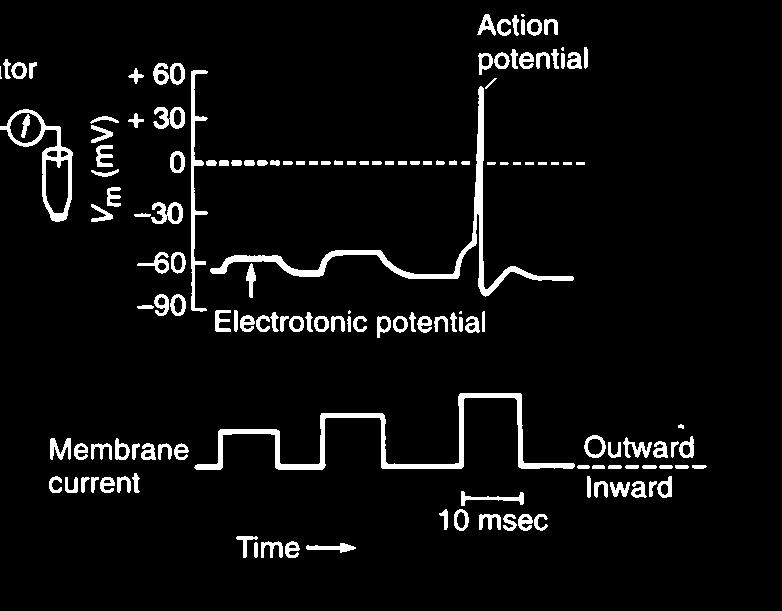 Il potenziale d azione Perchè il potenziale