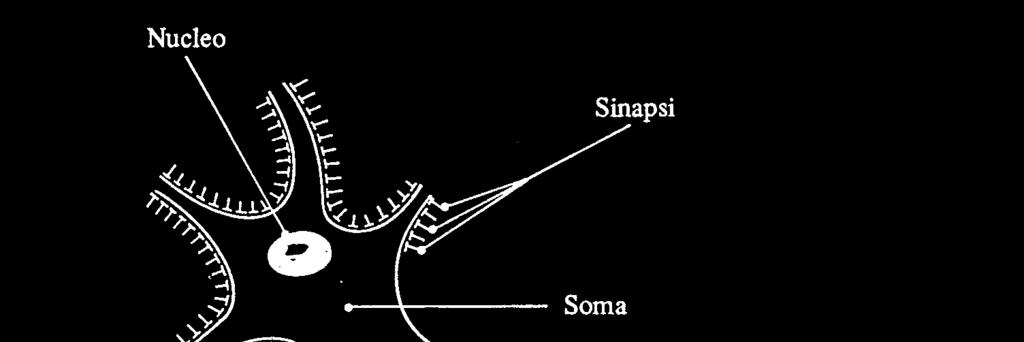 Sinapsi Lo spike genera il rilascio di