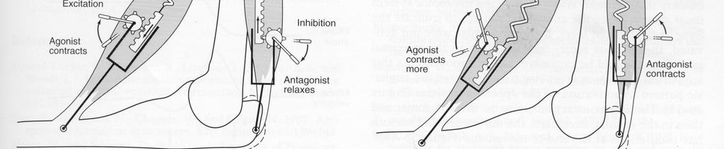 Muscoli antagonisti