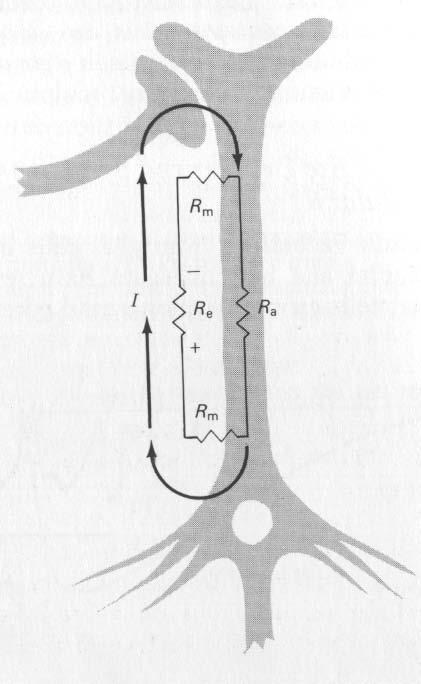 ORIGINE DEL SEGNALE EEG L ampiezza del segnale EEG é data dal prodotto tra I (corrente sinaptica) e Re (resistenza extracellulare).