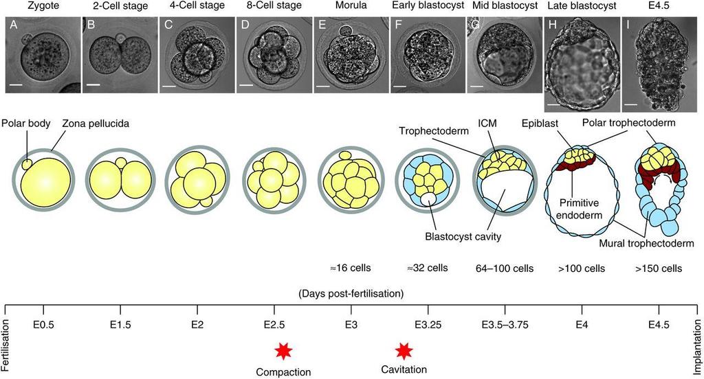 Lo sviluppo embrionale in laboratorio - Oggi è permesso lo sviluppo e la crioconservazione degli