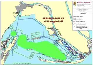 Si noti la rapidità della proliferazione macroalgale, che ha indotto l Amministrazione della Provincia di Ferrara ad attivarne la raccolta