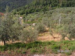 CARMIGNANO - FRAZIONE BACCHERETANA - LOC. IL COLLE - LOTTO 1) PIENA PROPRIETÀ DI APPEZZAMENTO DI TERRENO agricolo con accesso diretto da strada poderale che si distacca da via Fontemorana di mq. 2.