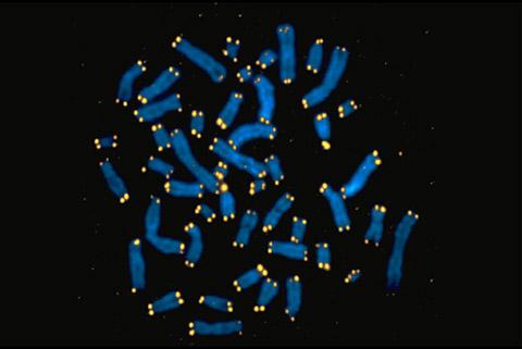 . La sua lunghezza è un indicatore biologico dell invecchiamento invecchiamento. Studiati 2401 gemelli per 12 mesi.