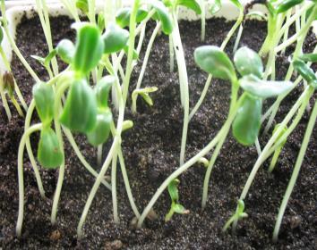 Analisi delle sementi: germinabilità 400 semi (4