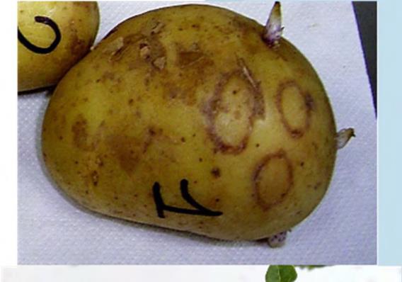 Analisi delle sementi analisi fitopatologiche PATATA, Solanum tuberosum L.