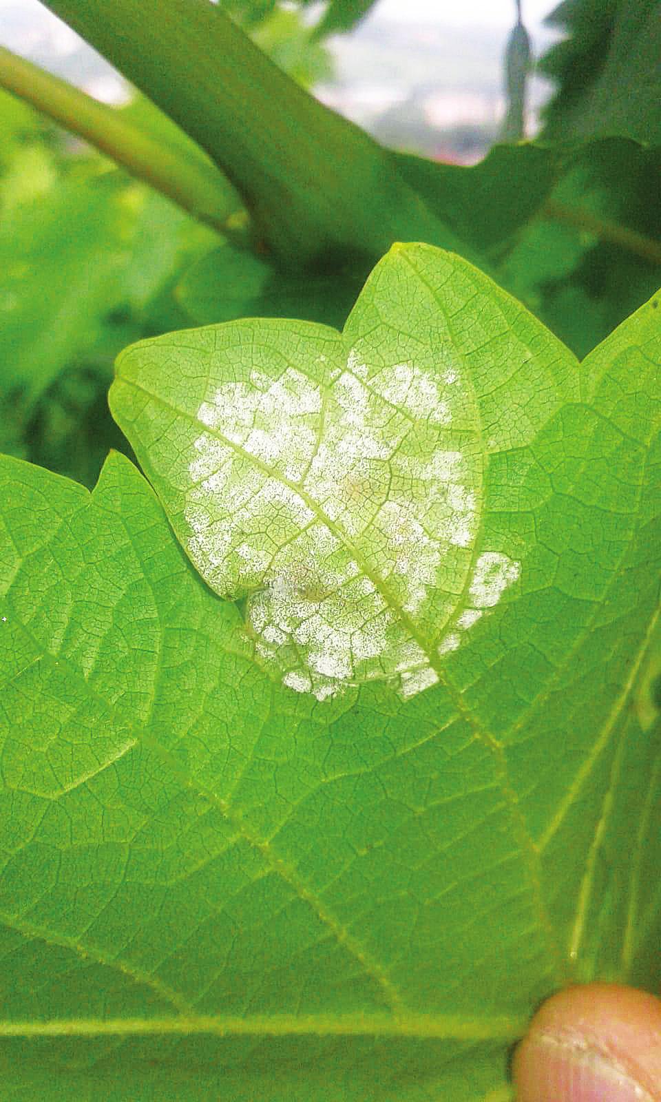 PERONOSPORA Plasmopara Viticola VITICOLTURA Le foglie colpite presentano le tipiche macchie d olio rotondeggianti che con il tempo sporulano, mentre le inﬁorescenze nelle prime fasi fenologiche sono