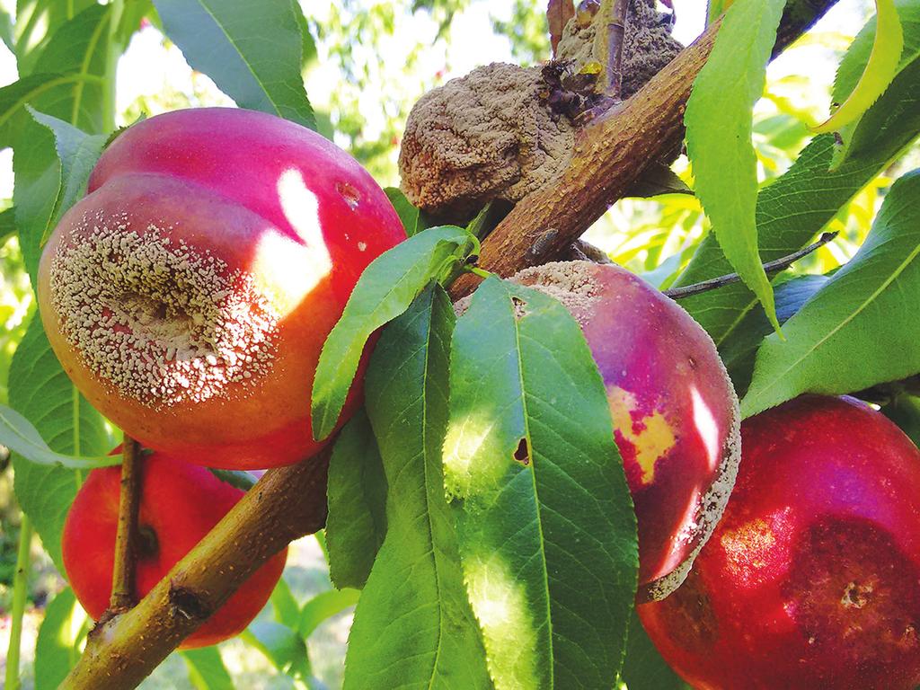 FRUTTICOLTURA MONILIA del pesco PSILLA del pero STABILITO PER