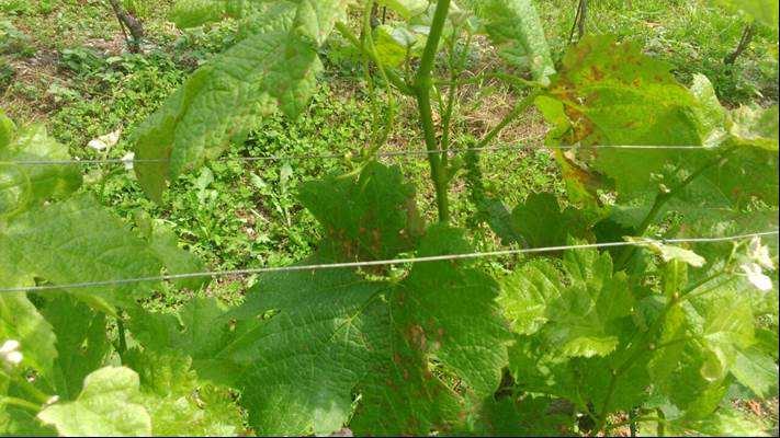 BLACK ROT (MARCIUME NERO) In alcuni vigneti della zona di Cerveno, Ono San Pietro e Capo di Ponte sono stati trovati sintomi di attacchi di Black Rot o marciume nero.