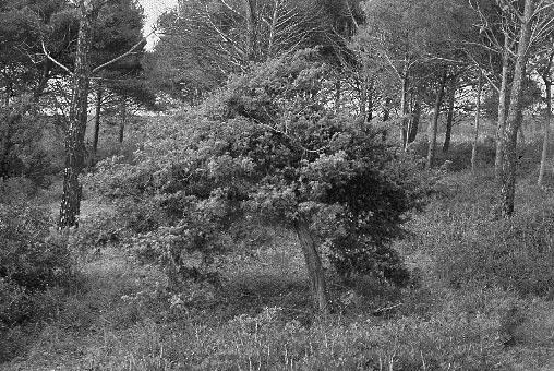 Piante pioniere colonizzatrici e consolidanti le dune mobili (eoliche). - Cipressacee Ginepro coccolone (Juniperus oxycedrus L.