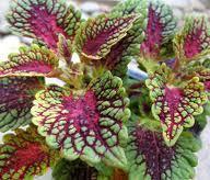 Coleus Forskohlii DIPERTENE Il