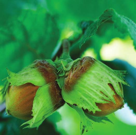 una famiglia leader nel settore della lavorazione della nocciola da cinque generazioni.