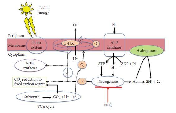 Fotosistema dei Purple-Non Sulphur Bacteria Schema complessivo del processo biologico di produzione di H 2 Messa a punto