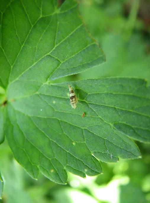 Ecologia di S. titanus Gli stadi larvali di S. titanus possono svilupparsi da L1 a adulto su Trifolium repens e Ranunculus repens.