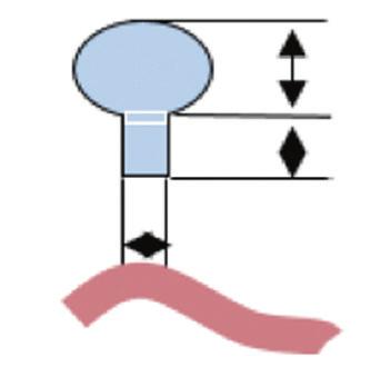 (I_T..BR.) o Numero di elementi: Anatomico (I_T..BA.) o Numero di elementi: Semplice (I_T..BS.