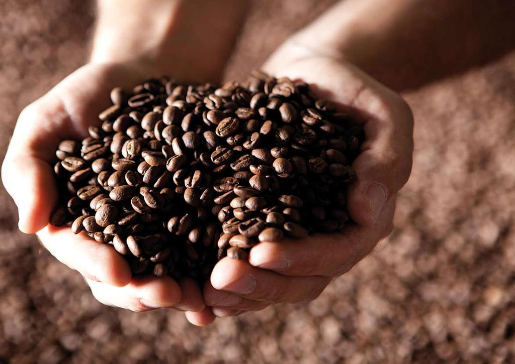 IL CAFFÈ Dedicata all eccellenza del proprio prodotto, da sempre la nostra azienda ha importato le pregiate specie di caffè crudo direttamente dalle zone di coltivazione più rinomate, continuando a