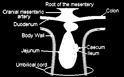 RADICE DEL MESENTERE Il mesentere è un vasto meso (costituito da lamine che avvolgono e sospendono il tubo intestinale ed altri organi