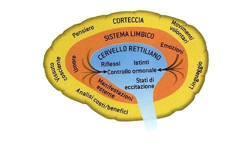 RADICI E MECCANISMI DELLA VIOLENZA I tre cervelli Cervello Neurocorticale Propria dell essere umano e ultima nell evoluzione