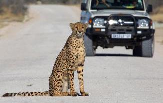 Parco Nazionale Etosha Il Parco è caratterizzato da una grande varietà di ambienti naturali, dalle savane erbose a fitte macchie di vegetazione, dove la vita animale ha mantenuto abitudini millenarie.