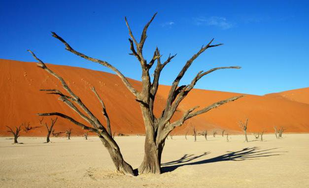 Dead Vlei Circondata da dune monumentali, Dead Vlei è una depressione creata dal corso del fiume Tsauchab.