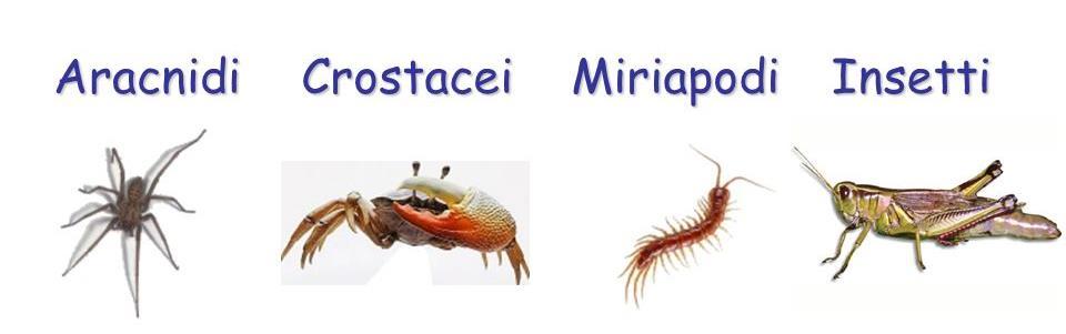 Artropodi L esoscheletro degli artropodi contiene una sostanza organica, detta chitina, che conferisce resistenza e rigidità.