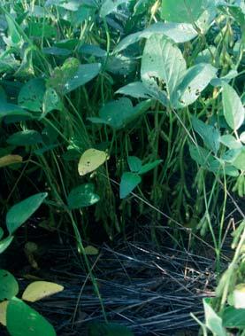 Vengono pertanto promosse pratiche agronomiche su superfici seminative volte a garantire la presenza di una copertura vegetale per gran parte dell anno solare, limitando, in tal modo, il fenomeno di