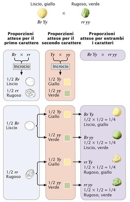 Il reincrocio nei diibridi. Calcoliamo i tipi e proporzioni dei fenotipi in un reincrocio diibrido fra piante a seme liscio e giallo della gene(rr Yy) e piante a seme rugoso e verde (rr yy).