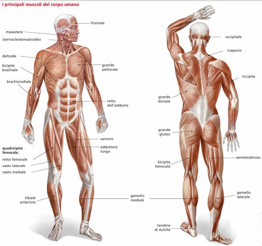 I muscoli Sotto la pelle ci sono i muscoli che ci