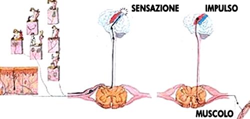 Il funzionamento del sistema nervoso Ecco come funziona il