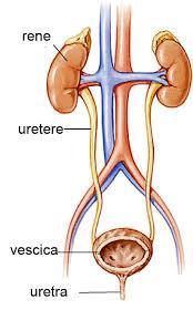 L apparato escretore È formato dai reni e dalle vie urinarie; I reni puliscono il sangue