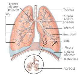 Le vie respiratorie e i polmoni L area arriva ai polmoni tramite le vie respiratorie; Entra, cioè,