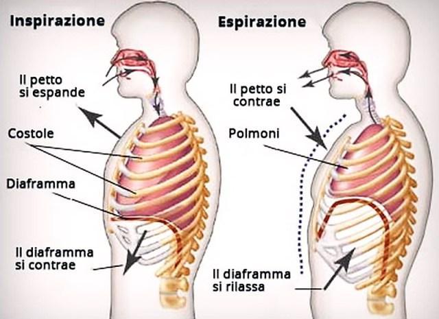 Inspirazione ed espirazione La respirazione avviene in due momenti.