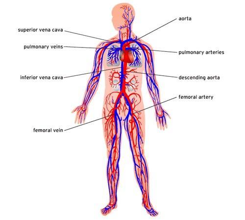 Il sangue Il sangue porta le sostanze nutritive e l ossigeno alle cellule del