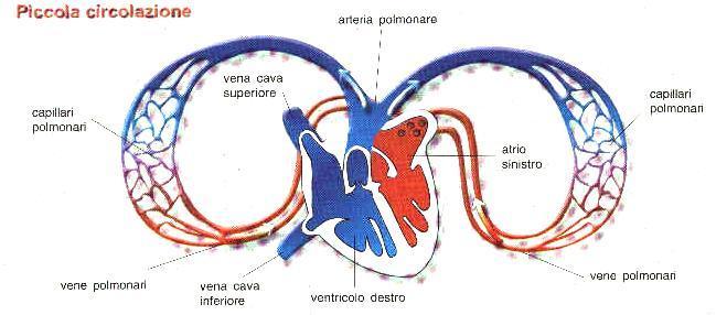 Piccola circolazione Con il secondo percorso quello della piccola