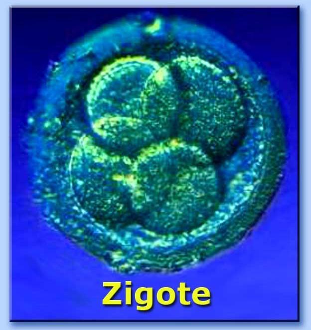 La cellula zigote La gravidanza Quando lo spermatozoo o l ovulo si incontrano avviene la fecondazione e si